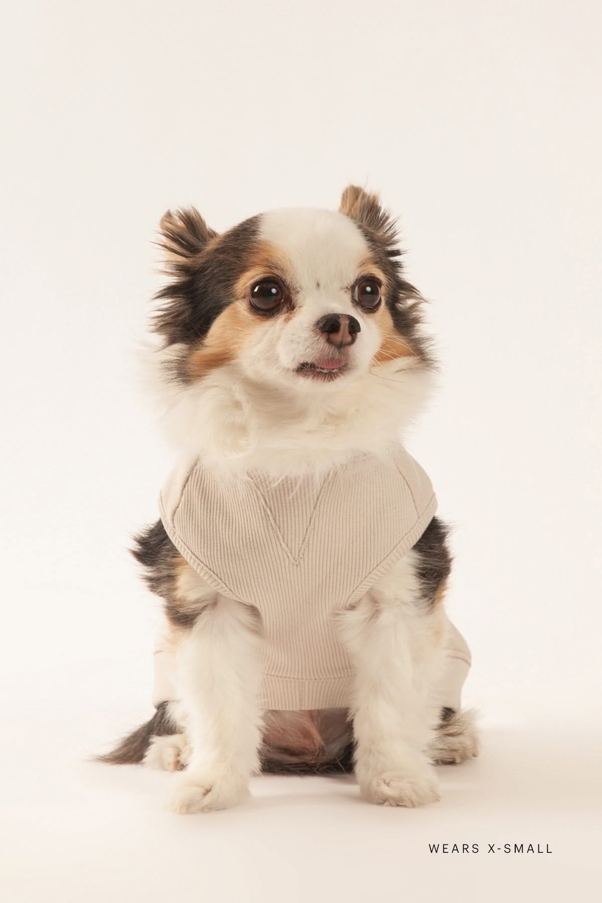 Sweat à capuche pour chien